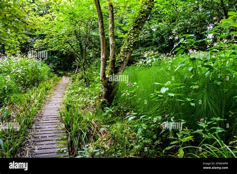 Pathway plants hi-res stock photography and images - Alamy 
