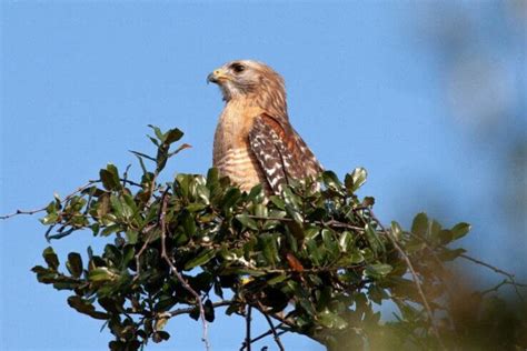 The 15 Types Of Hawks In Texas