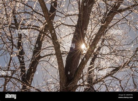 Trees, after an ice storm Stock Photo - Alamy