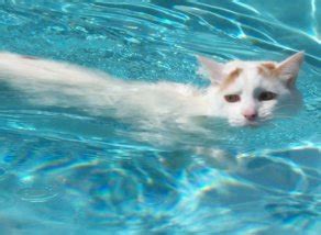 Water Cats