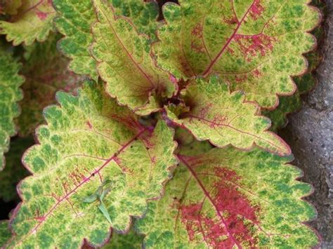 Indian Summer Sun Coleus