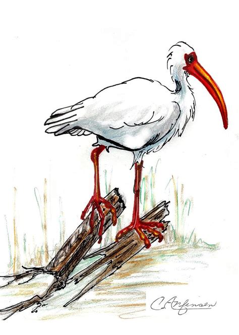 Ibis Drawing at PaintingValley.com | Explore collection of Ibis Drawing