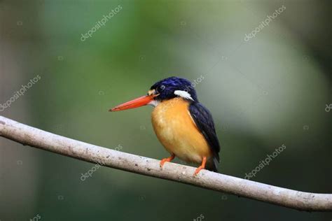 Moluccan Dwarf Kingfisher Variable Dwarf Kingfisher Ceyx Lepidus