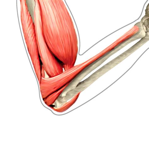 Elbow Conditions - Premier Orthopedic Specialists of Tulsa