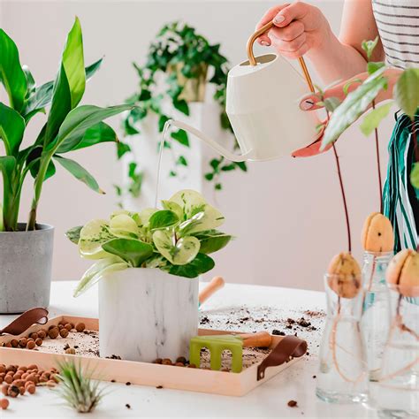 Cómo trasplantar una planta de maceta y que sobreviva Servei Estació