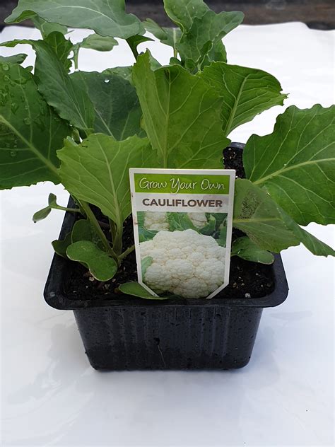 Cauliflower - Springvale Garden Centre