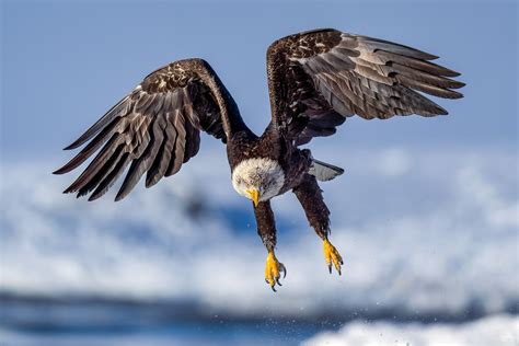 Juvenile Bald Eagle In Flight