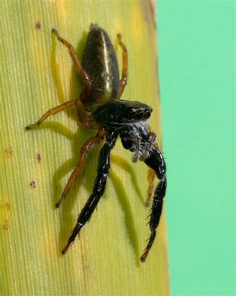 Nz Nature Photos Nz Spiders