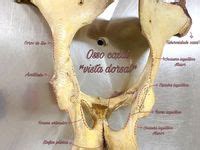 11 Ideias De Anatomia Dos Ossos Anatomia Dos Ossos Medicina