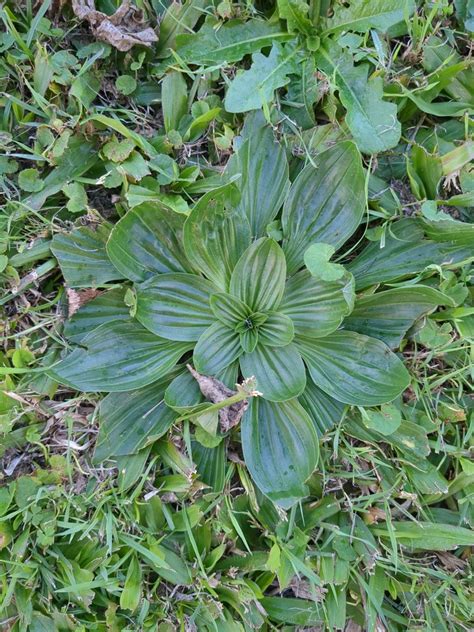 Plantains From Carina Qld Australia On July At Pm