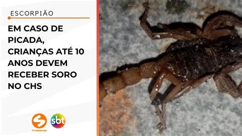 Em Caso De Picada De Escorpi O Crian As At Anos Devem Receber Soro