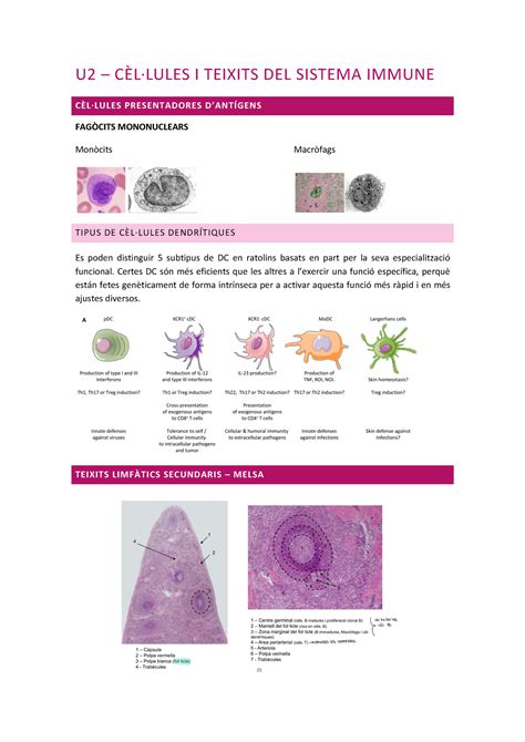 Annexos Apunts Immunologia Primer Parcial URV Studocu