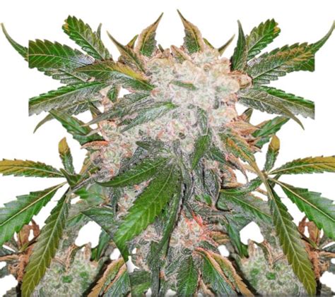 White Widow Weed Seeds Thailand