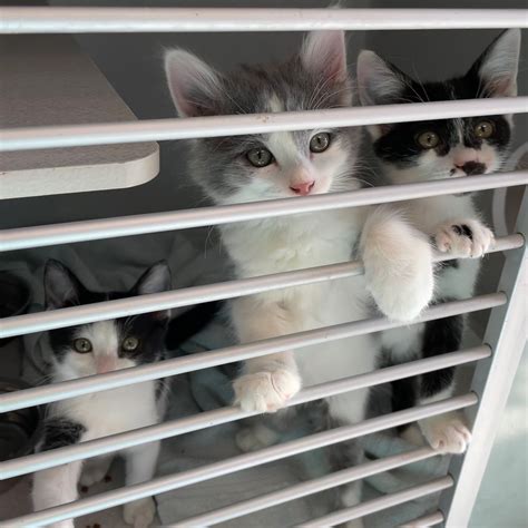 Rescue Pets Tucson
