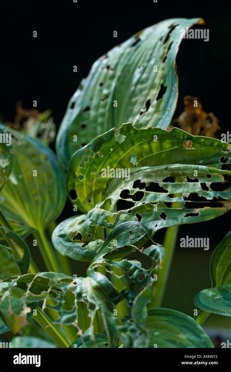 Hosta Leaves Destroyed By Slugs Stock Photo Alamy