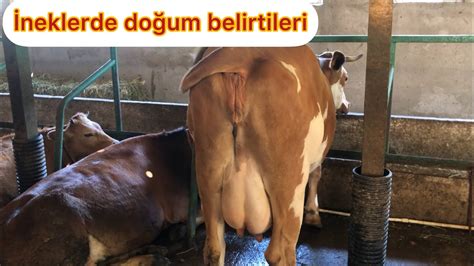 İneklerde doğum belirtileri nelerdir YouTube