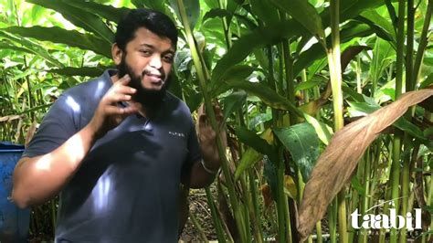 Organic Cardamom Farm In Kerala Youtube