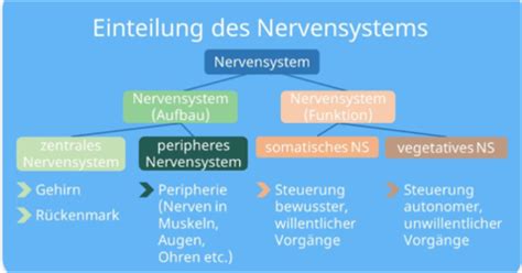 Nervensystem Karteikarten Quizlet