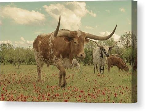 Texas Longhorn Steer Maxie Moo In The Wildflowers Canvas Print Canvas