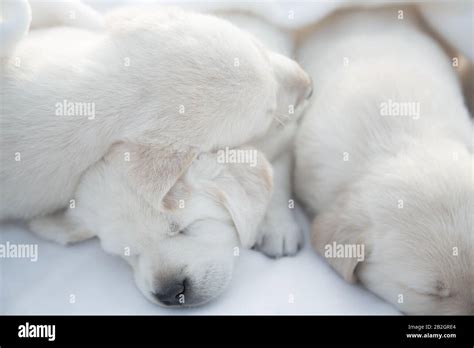 Labrador puppies sleeping / Cute purebred newborn dogs laying down ...