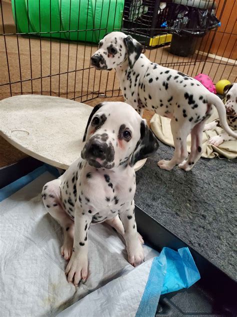 Dalmatian Puppies For Sale