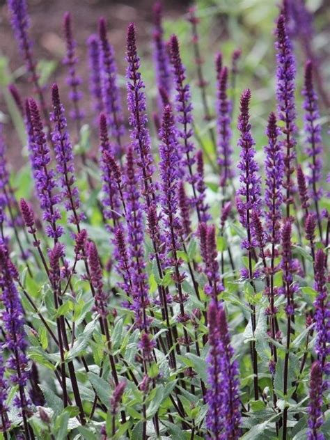 Purple Flowers Are Growing In The Garden