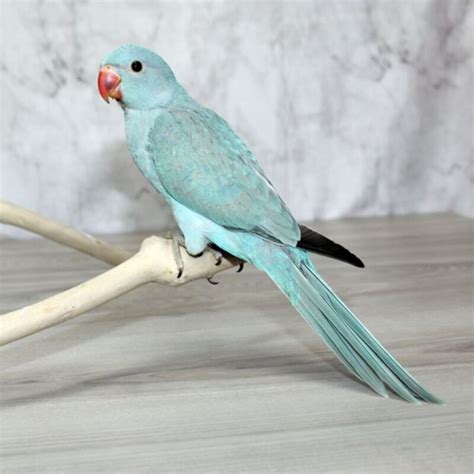 Indian Ringneck Parrot – Cuddling Corner