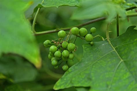 Leaves Vegetable Organic Free Photo On Pixabay Pixabay