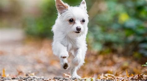 Chorkie: Costs, Temperament, Traits & More