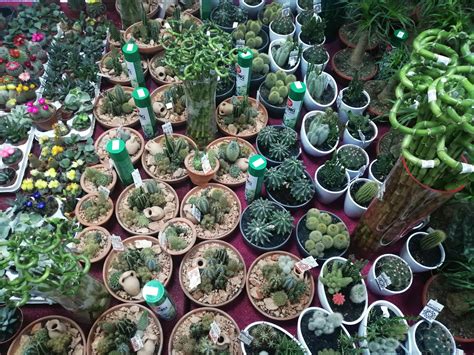 Cactus corner in a Saudi Arabian grocery store : r/pics