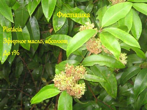 Древесные и зеленые ароматы. Фужерные ароматы - online presentation