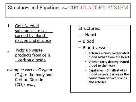 Circulatory System Structures And Functions Of The Circulatory