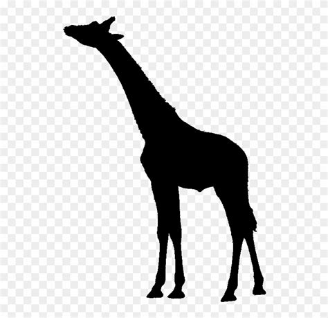 Giraffe2 - Svg Giraffe - Svg - 保护 动物 公益 海报, HD Png Download - 801x801(#5031555) - PngFind