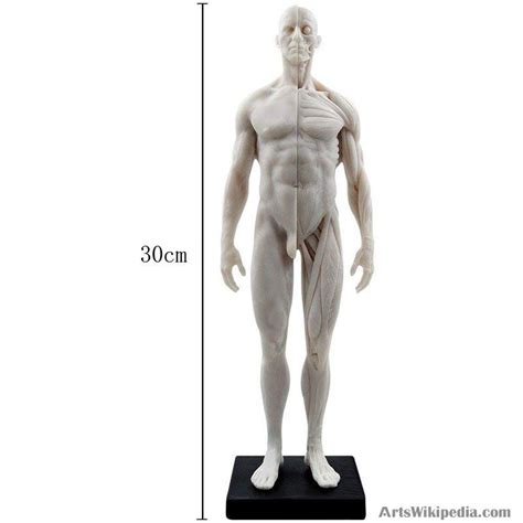 30cm Human Anatomical Model Anatomy Skeleton Muscle Skull Bone Medical ...