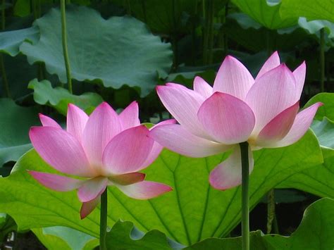 1000+ Hình ảnh bông hoa đẹp nhất Cho đủ loại hoa khác nhau 