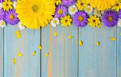 Wallpaper flowers, background, blue, chamomile, yellow, gerbera, yellow ...