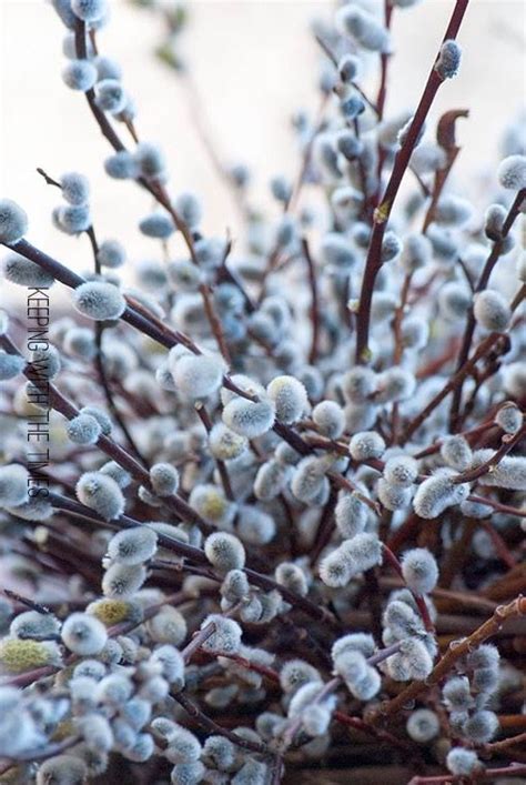 Weeping Pussy Willow Information What Is A Weeping Pussy Willow Tree Artofit