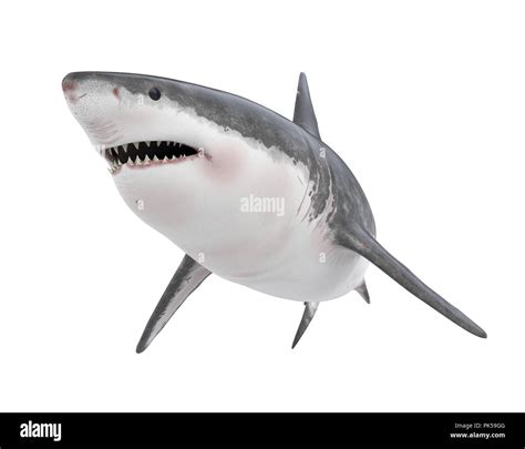 Great White Shark Isolated Stock Photo Alamy