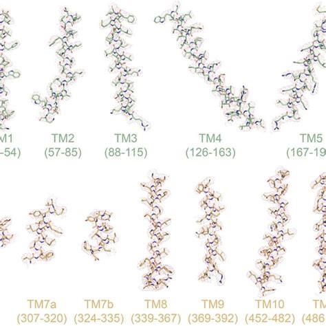 Figure Supplement Cryo Em Densities Of Tm Helices And Amphipathic