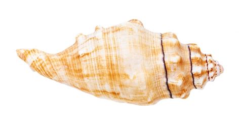 Premium Photo | Conch of sea snail isolated on white