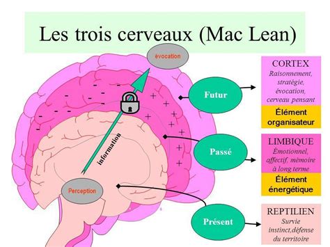 Les 3 cerveaux la posture et la motricité Prends Soin de Toi