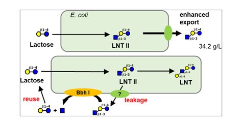 Transporter Engineering Enables The Efficient Production Of Lacto N