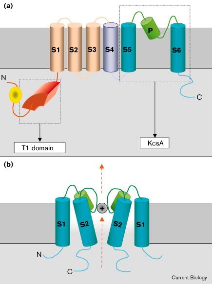 Ion Channels A First View Of K Channels In Atomic Glory Current Biology