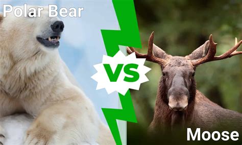 Polar Bear vs. Moose: Which Cold Weather Behemoth Would Win in a Fight? - A-Z Animals