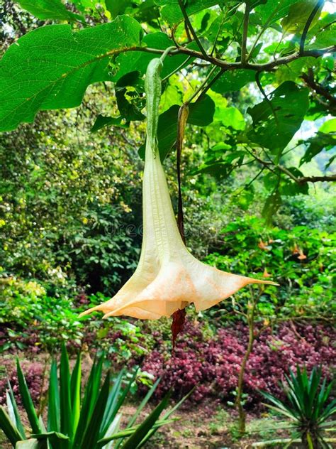 kecubung hutan brugmansia arborea flower  angel xs trumpet