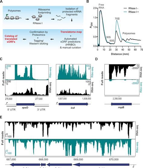 Establishment Of Ribosome Profiling Ribo Seq For Sinorhizobium