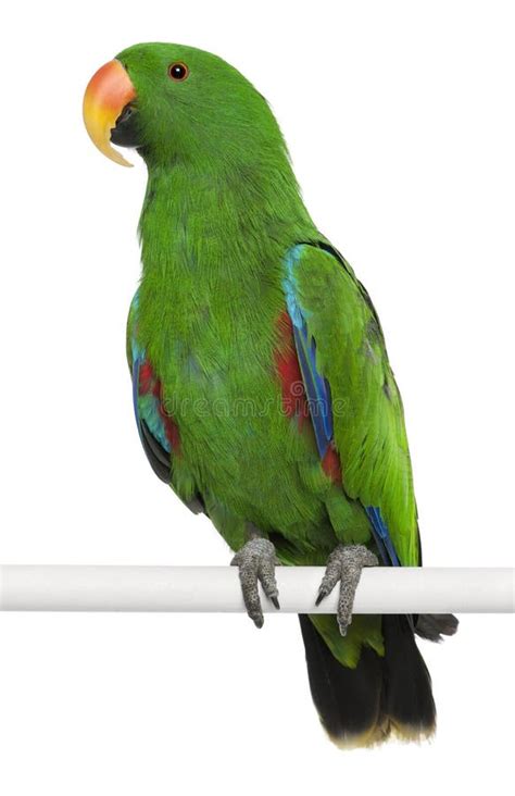 Male Eclectus Parrot Stock Photo Image Of Wild Perching 24991478