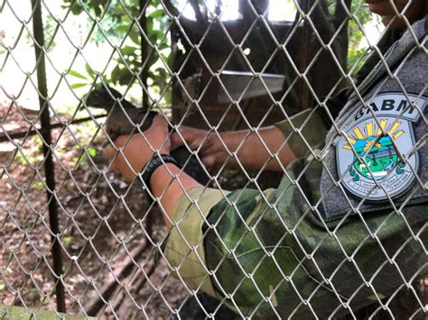 3º Batalhão Ambiental da Brigada Militar flagra pássaros silvestres