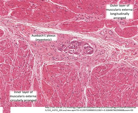 Histology Of The Esophagus And Stomach