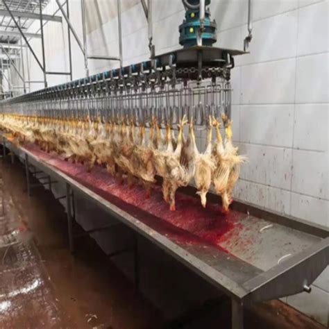 Poultry Chicken Duck Slaughterhouse Slaughter Rrocessing Machine